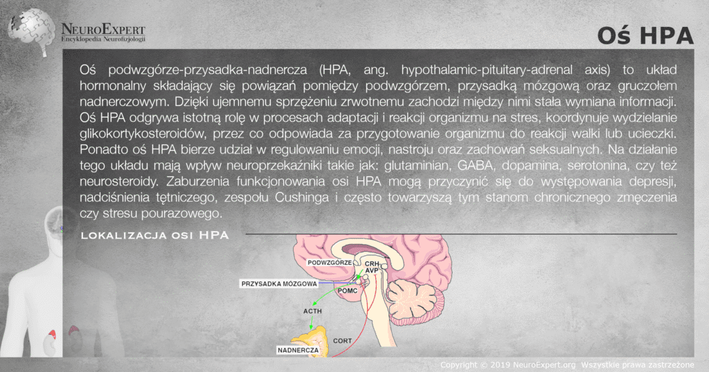 Infografika „Oś HPA” — opis osi podwzgórze-przysadka-nadnercza oraz schemat lokalizacji: podwzgórze wydzielające CRH i AVP, przysadka mózgowa z POMC i ACTH oraz nadnercza uwalniające kortyzol, z zaznaczonym ujemnym sprzężeniem zwrotnym