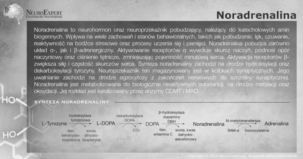 Infografika „Noradrenalina” — opis neurohormonu i neuroprzekaźnika pobudzającego działającego na receptory α- i β-adrenergiczne oraz schemat szlaku syntezy: L-tyrozyna → L-DOPA → dopamina → noradrenalina → adrenalina, z enzymami i kofaktorami