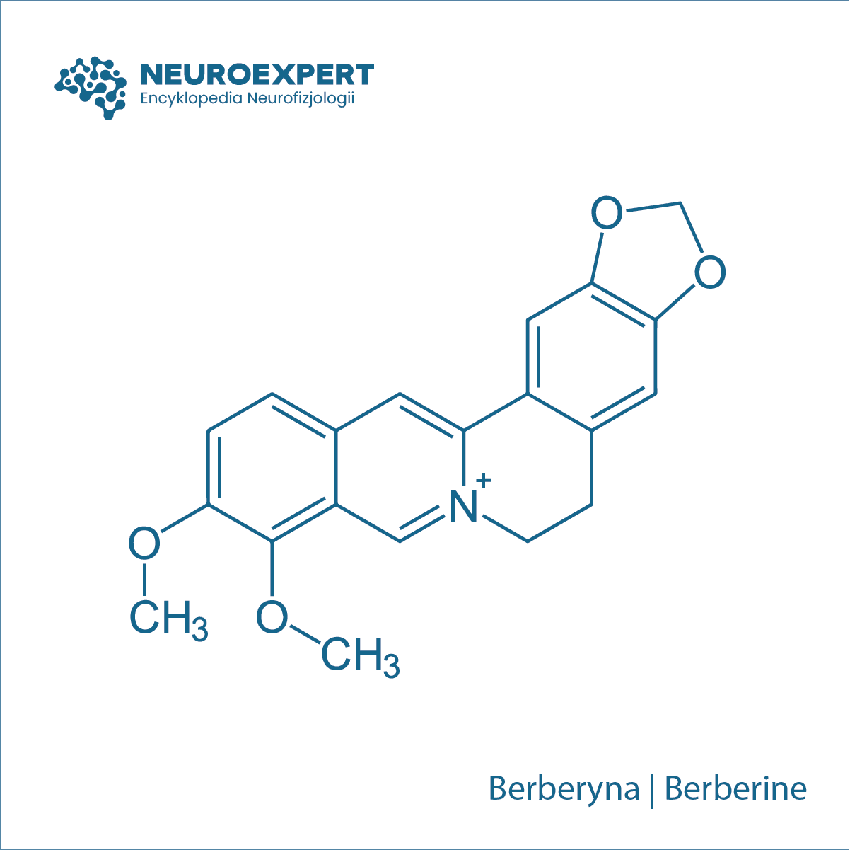 Berberyna