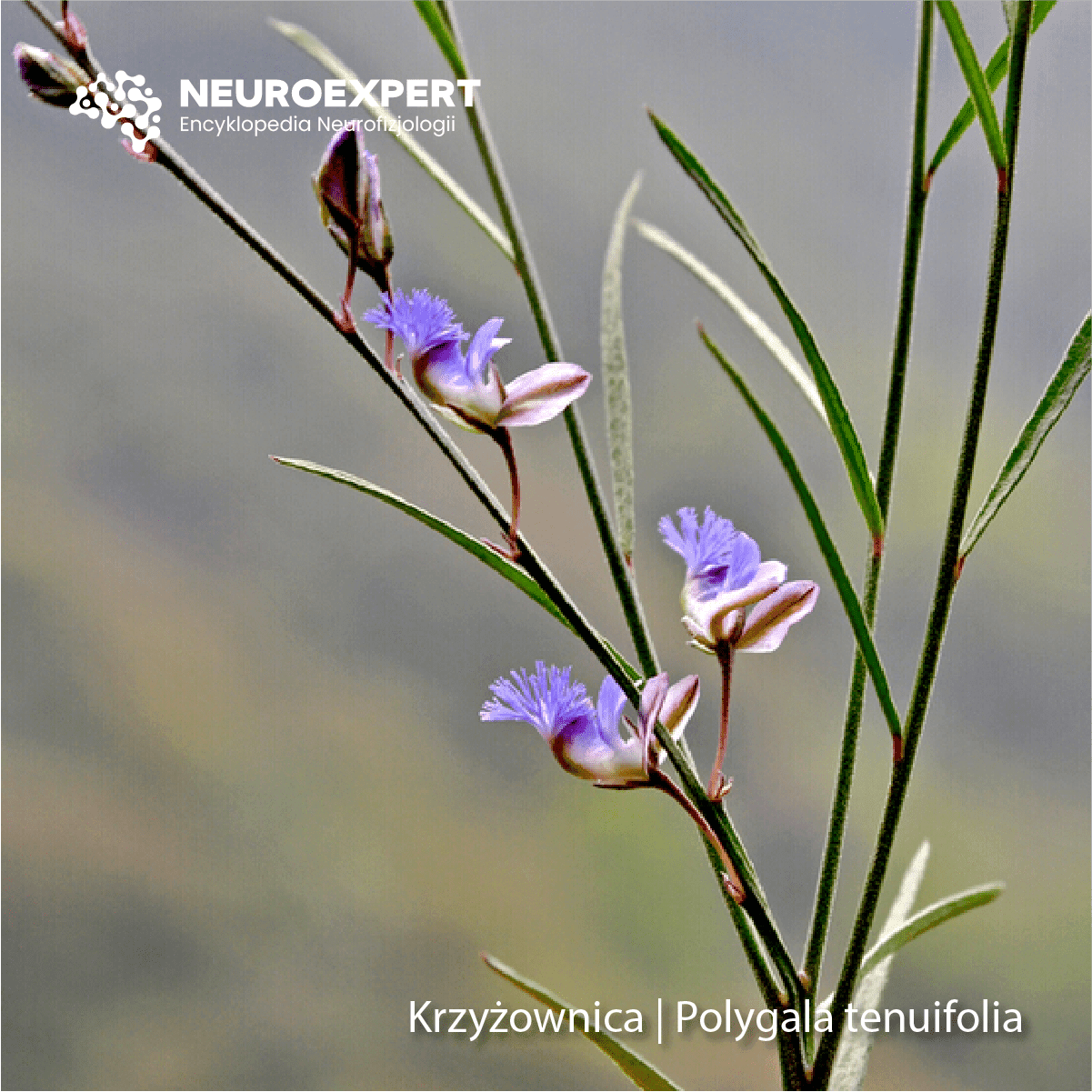 Krzyżownica polygala