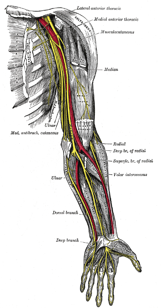 Rycina anatomiczna: nerwy lewej kończyny górnej na całym przebiegu — pośrodkowy, łokciowy, promieniowy z gałęzią głęboką i powierzchowną, mięśniowo-skórny oraz skórny przyśrodkowy przedramienia, z tętnicą ramienną zaznaczoną na czerwono