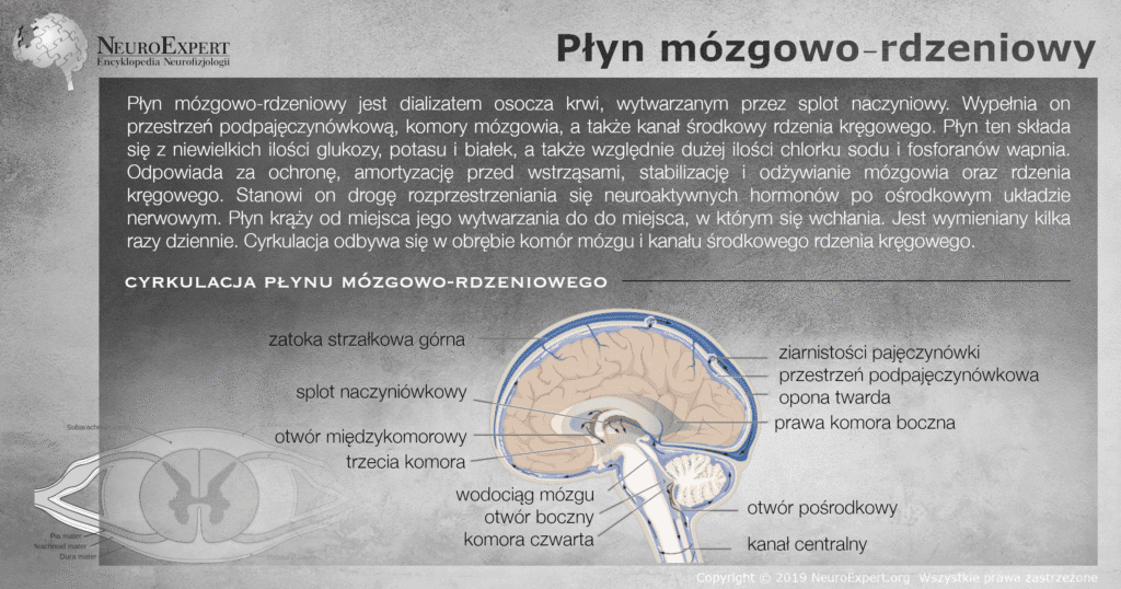 Infografika „Płyn mózgowo-rdzeniowy” — opis składu i funkcji płynu oraz schemat jego krążenia na przekroju strzałkowym: splot naczyniówkowy, otwór międzykomorowy, trzecia komora, wodociąg mózgu, komora czwarta, otwory boczny i pośrodkowy, kanał centralny, przestrzeń podpajęczynówkowa, ziarnistości pajęczynówki i zatoka strzałkowa górna