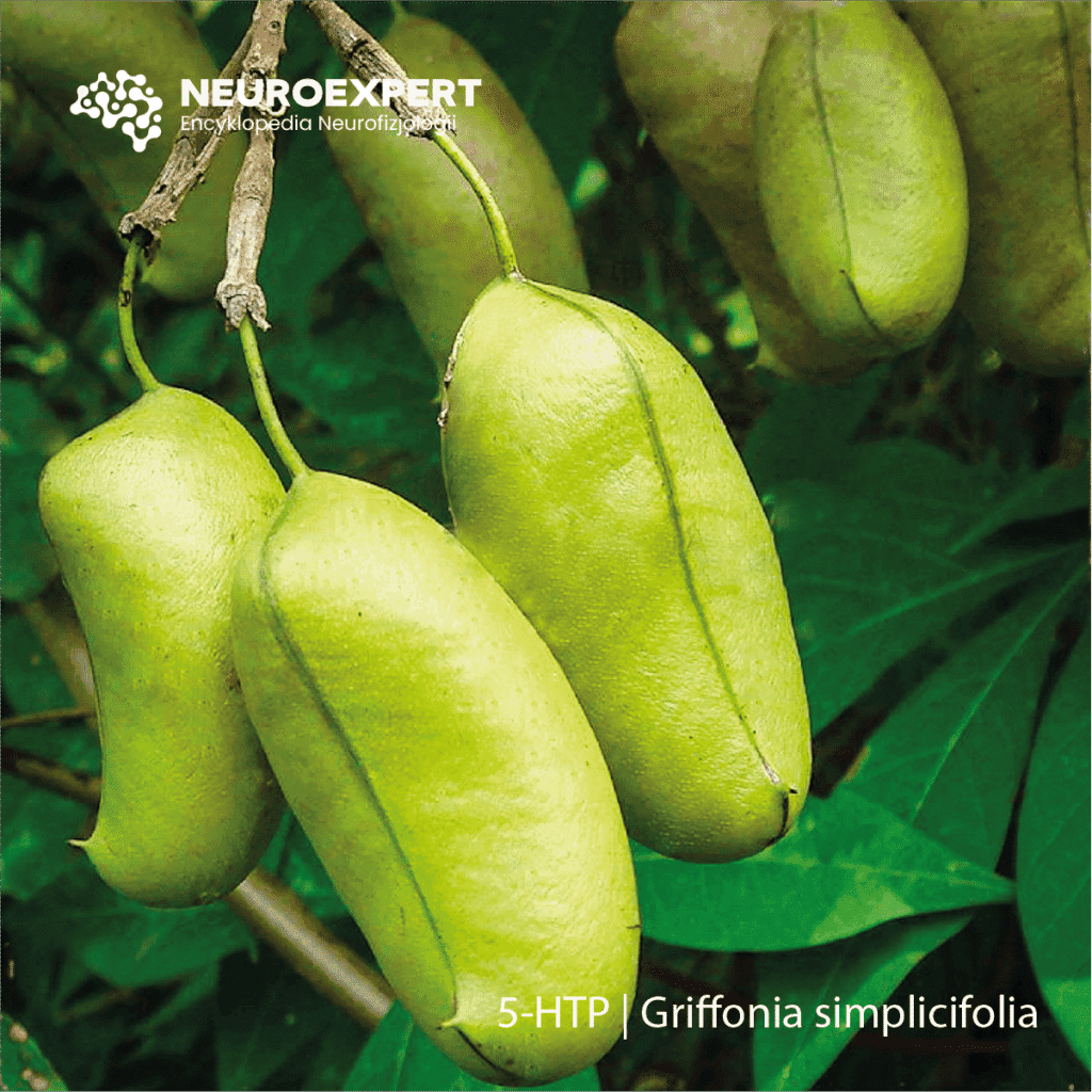 5-HTP Griffonia simplicifolia|||||