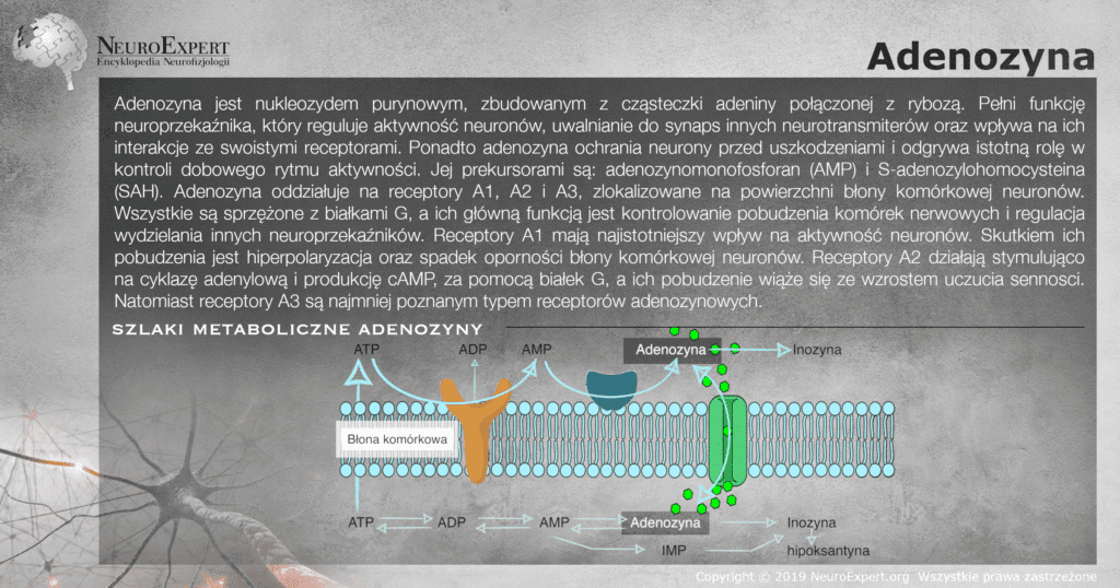 Infografika „Adenozyna” — opis nukleozydu purynowego i jego receptorów A1, A2 i A3 oraz schemat szlaków metabolicznych na tle błony komórkowej: przemiany ATP → ADP → AMP → adenozyna, transport przez białko błonowe oraz rozkład do inozyny, IMP i hipoksantyny