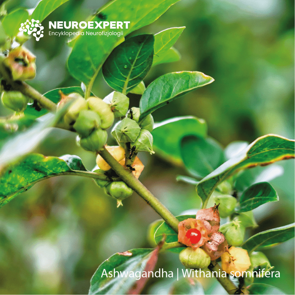 Ashwagandha Withania somnifera