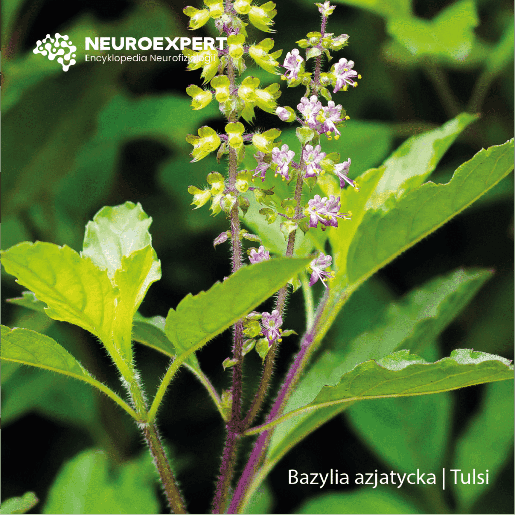 Bazylia azjatycka Tulsi