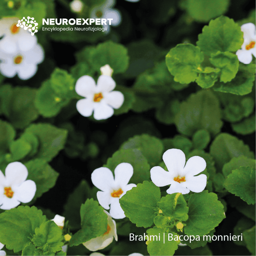 Brahmi Bacopa monnieri