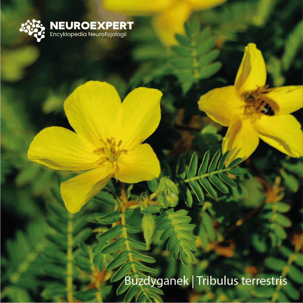 Buzdyganek Tribulus terrestris