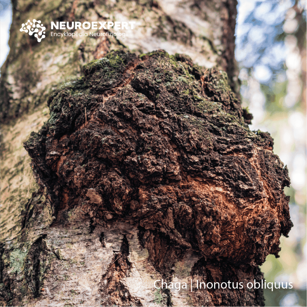 Chaga Inonotus obliquus