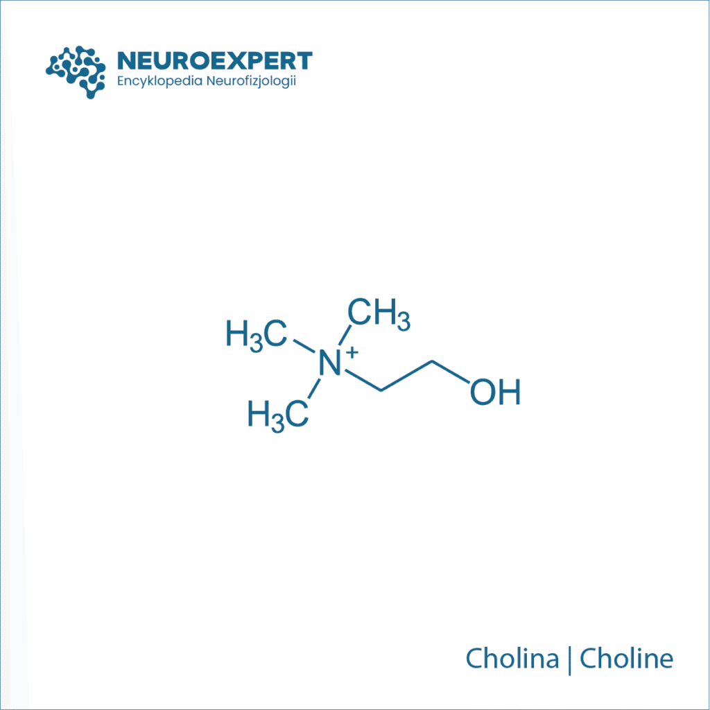 Cholina Choline