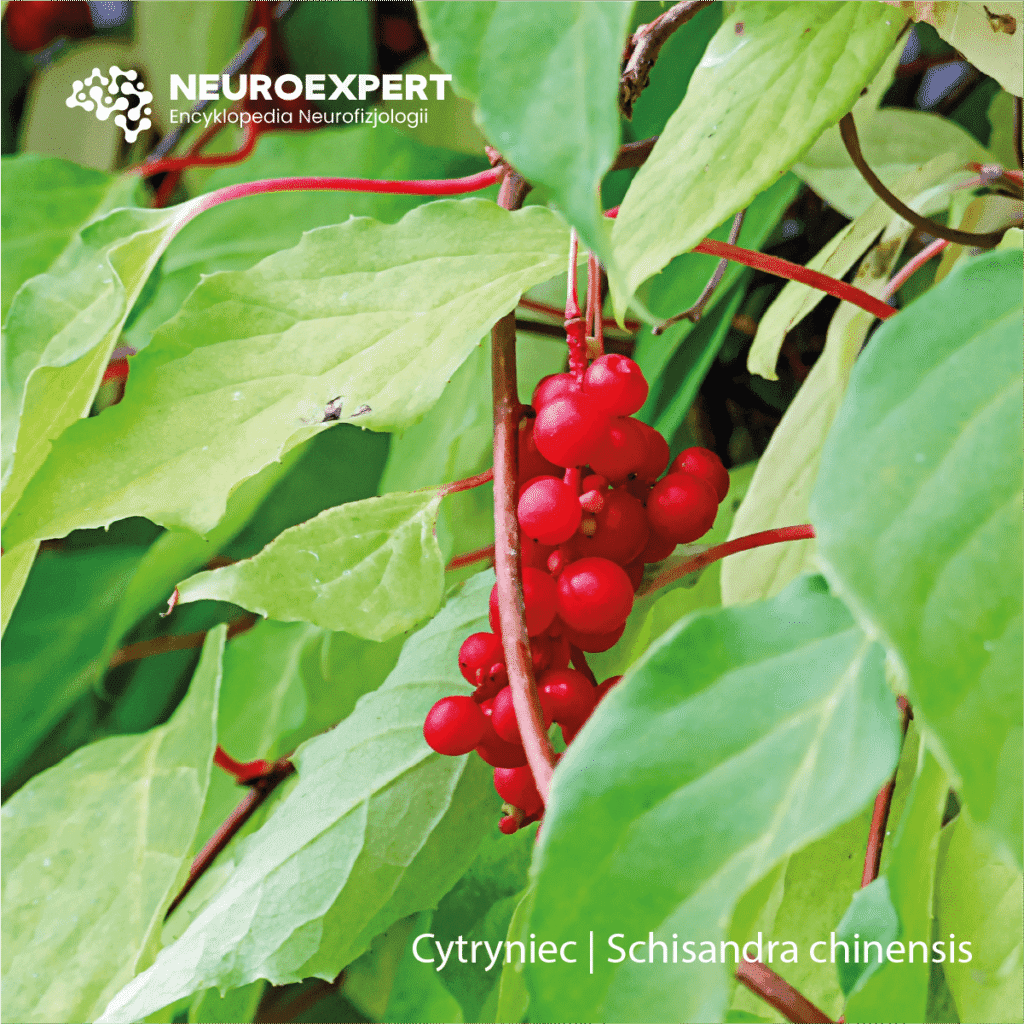 Cytryniec Schisandra chinensis