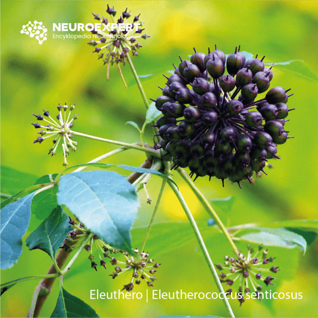Eleuthero Eleutherococcus senticosus