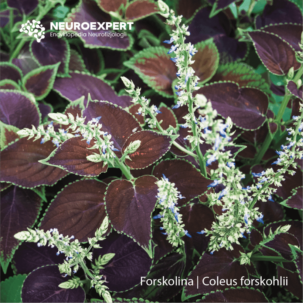 Forskolina Coleus forskohlii