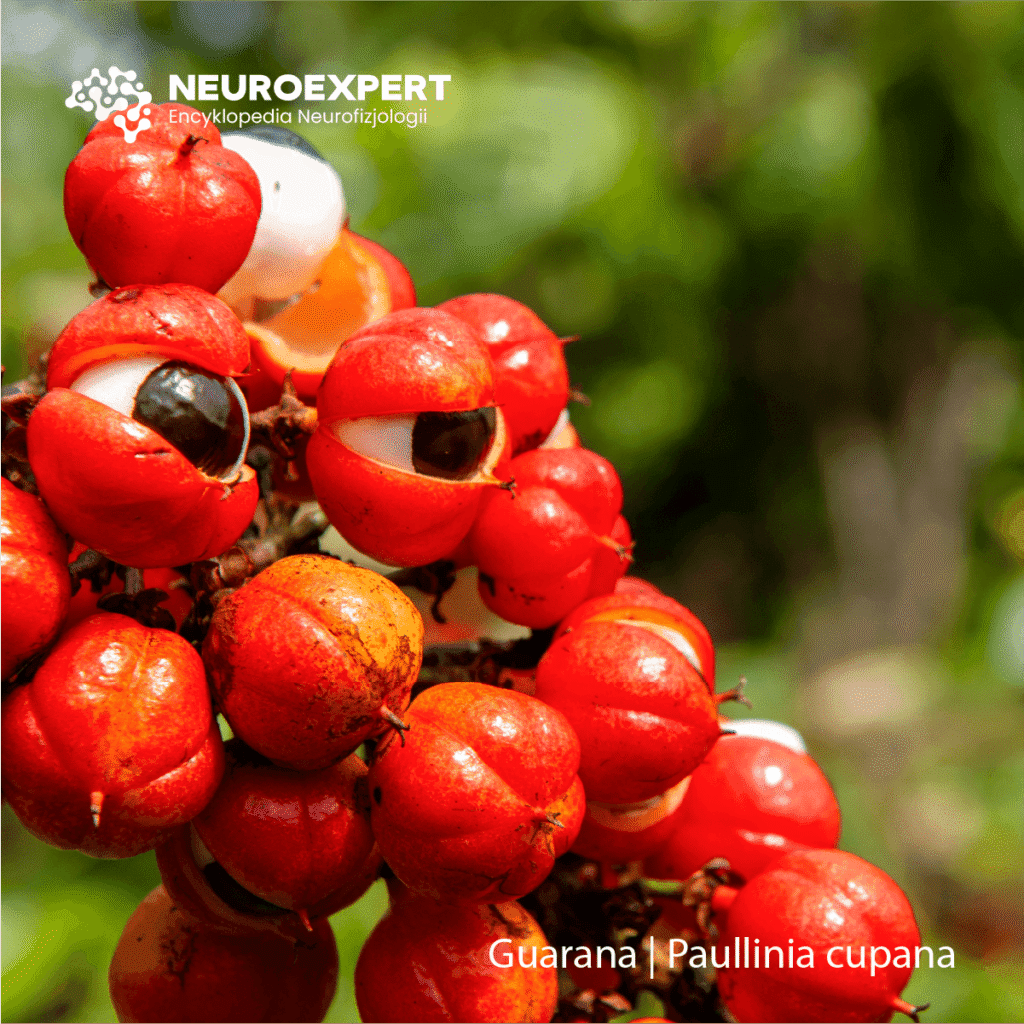 Guarana Paullinia cupana