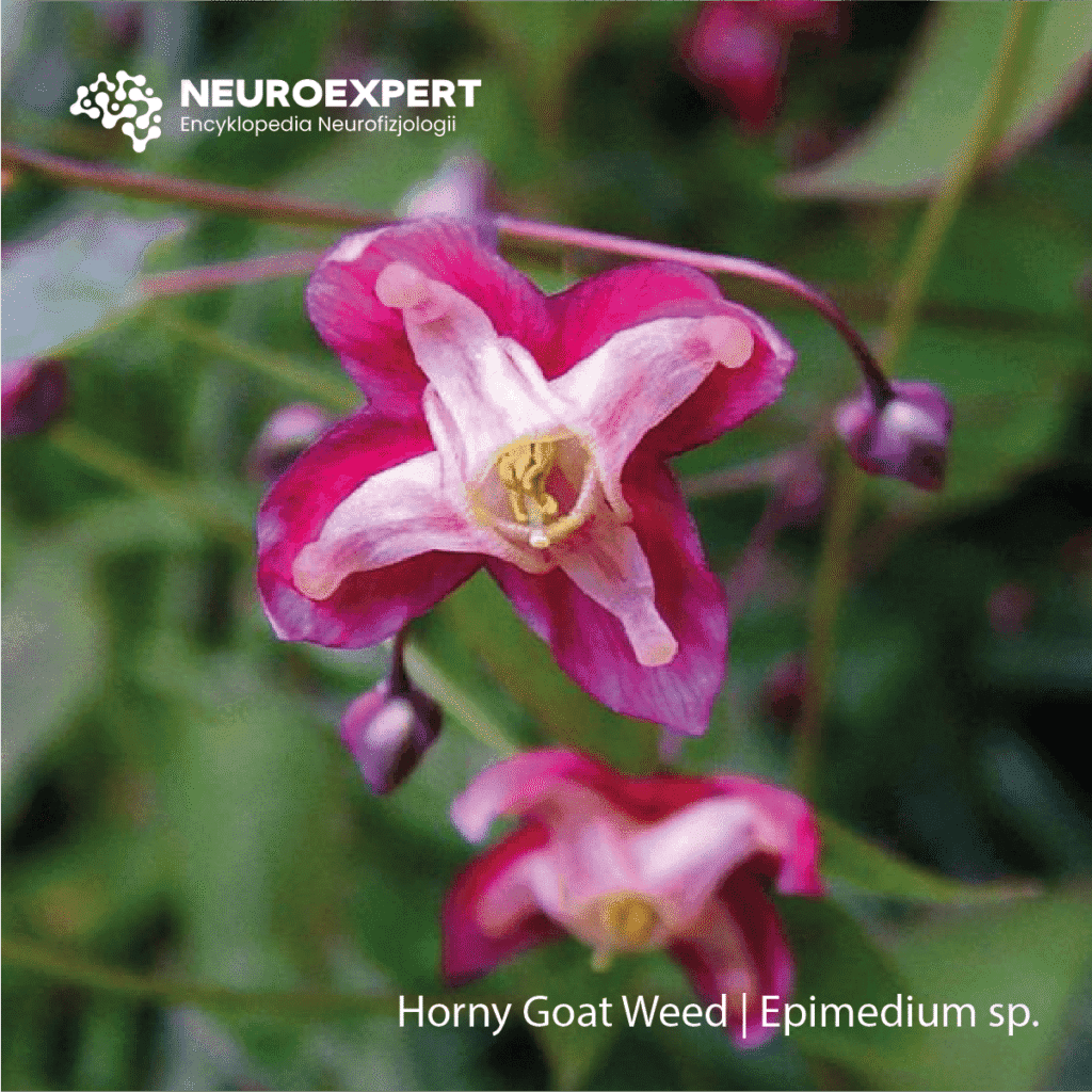 Horny Goat Weed