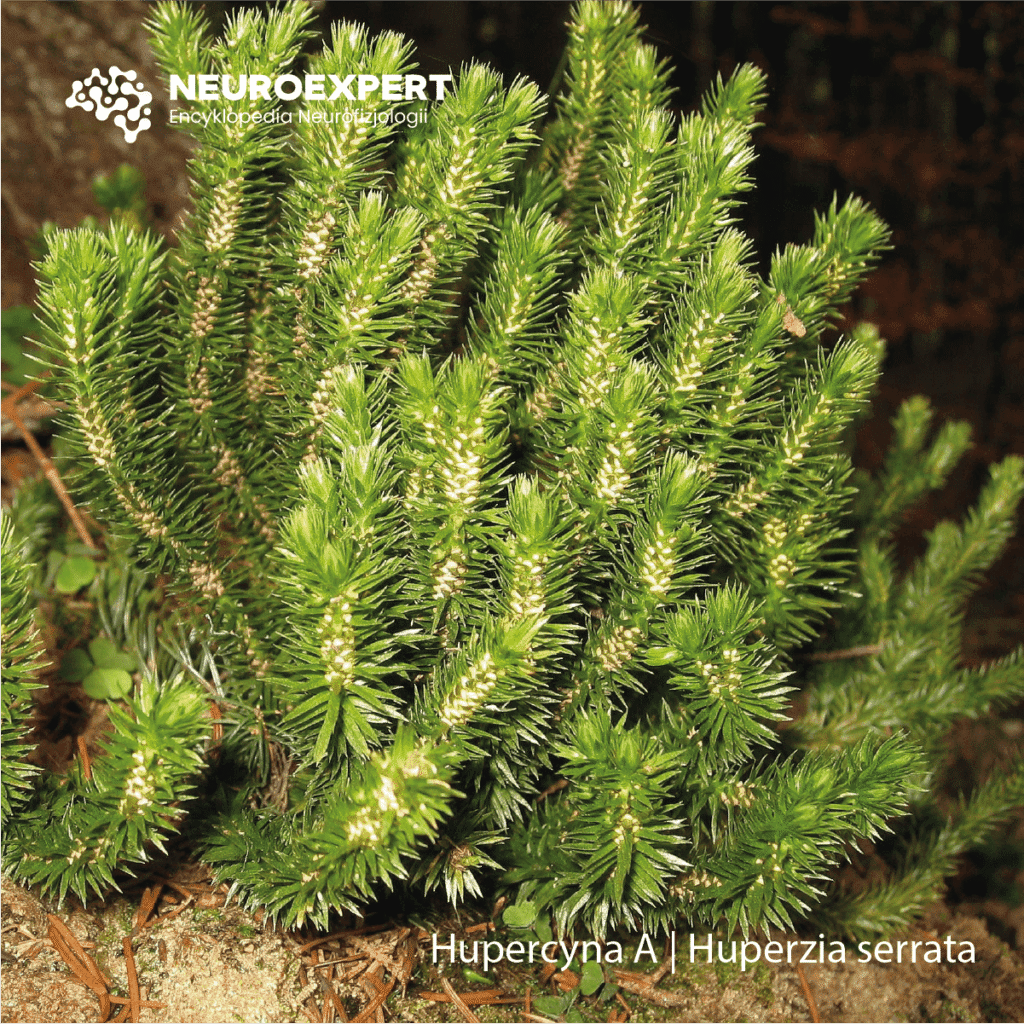 Hupercyna A