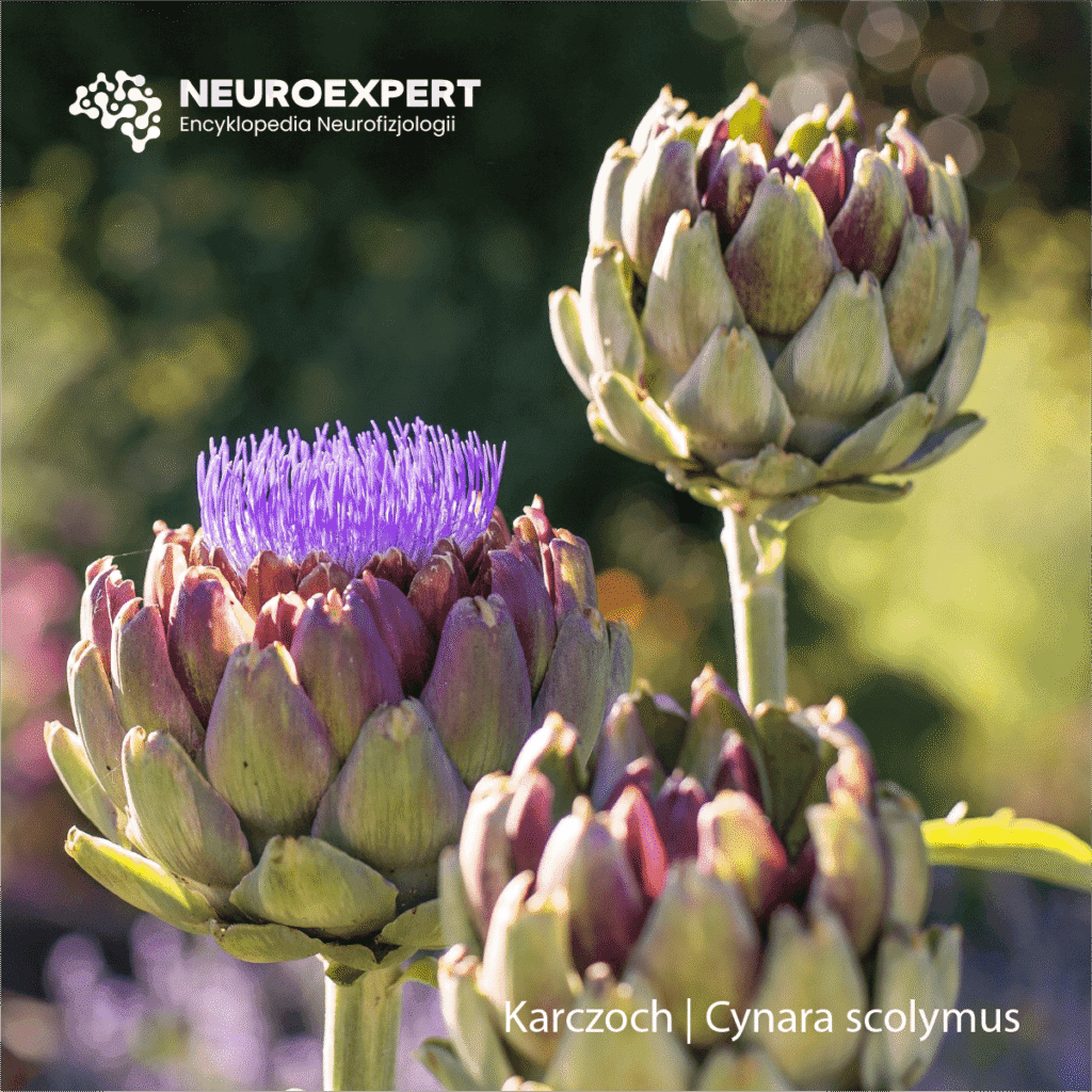 Karczoch Cynara scolymus