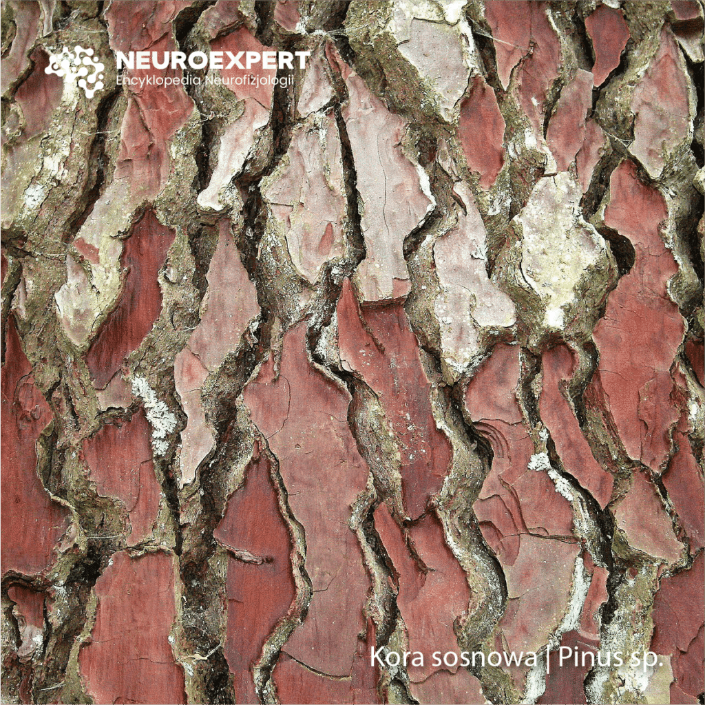 Kora sosnowa Pinus