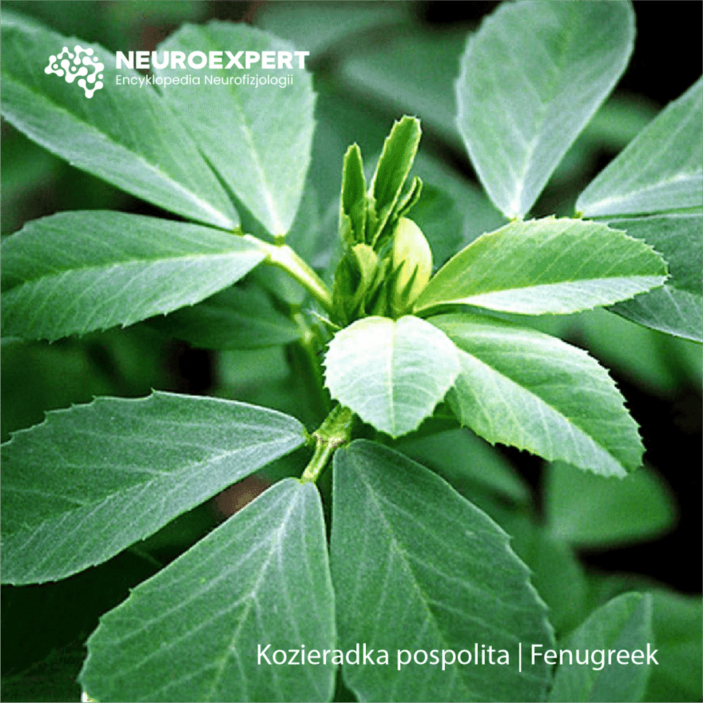 Kozieradka Fenugreek