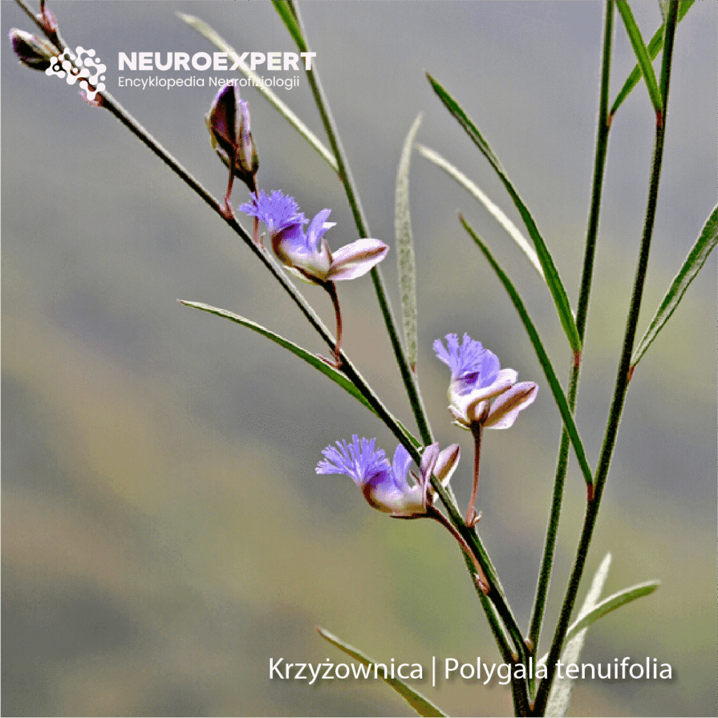 Krzyżownica polygala