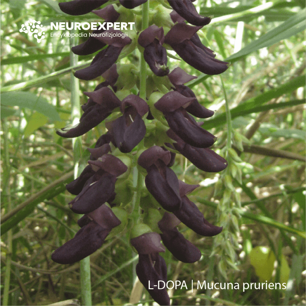 L-DOPA Mucuna pruriens