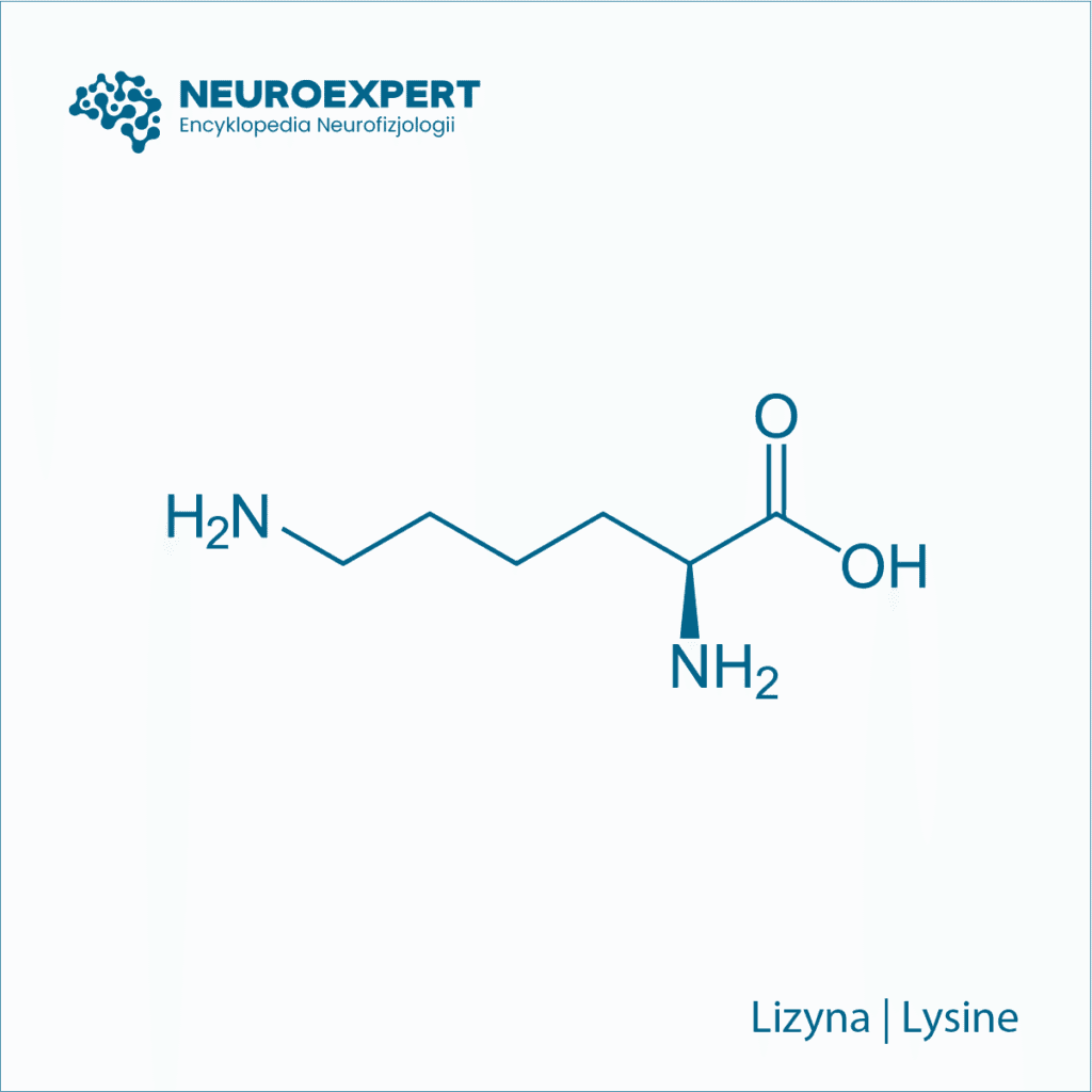 Lizyna Lysine
