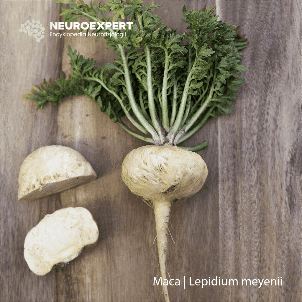 Maca Lepidium meyenii