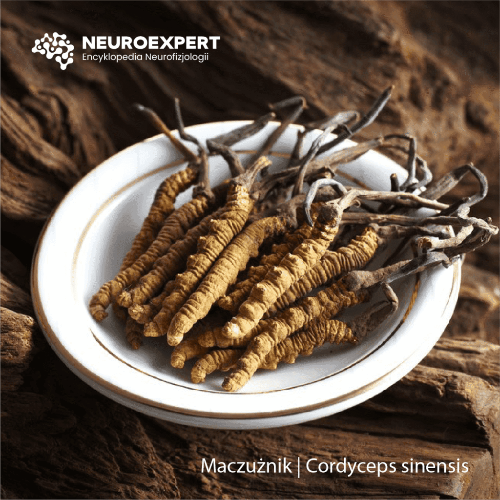 Maczużnik Cordyceps sinensis