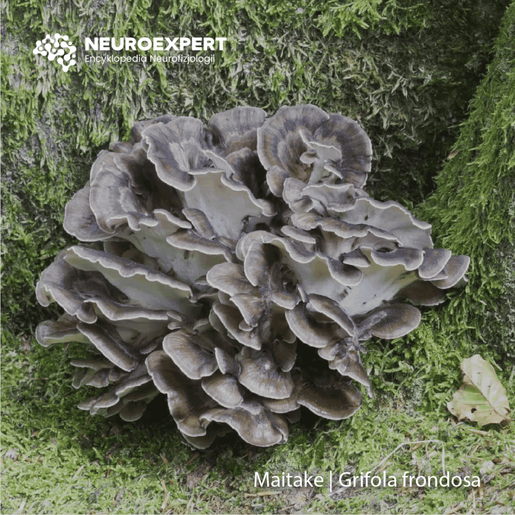 Maitake