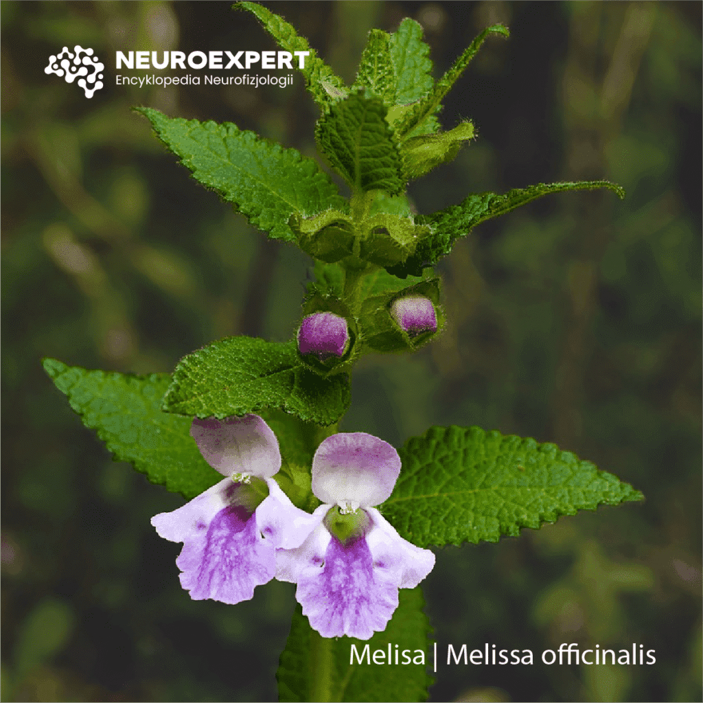 Melisa Melissa officinalis
