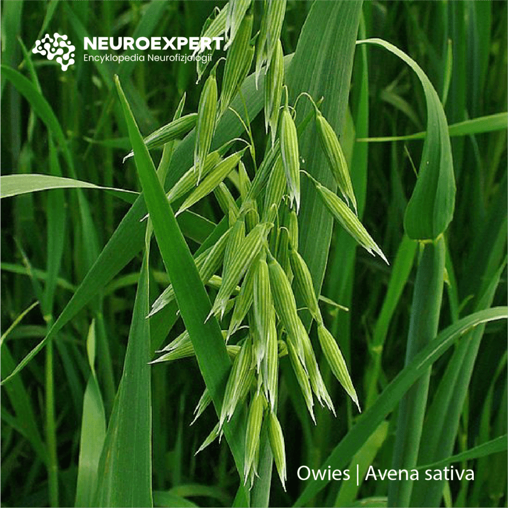 Owies Avena sativa