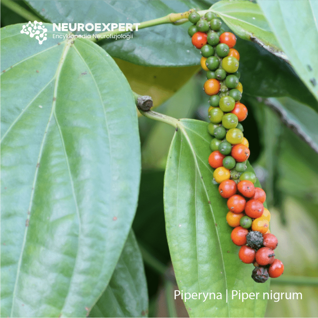 Piperyna Piper nigrum