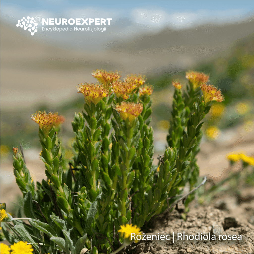 Różeniec Rhodiola rosea