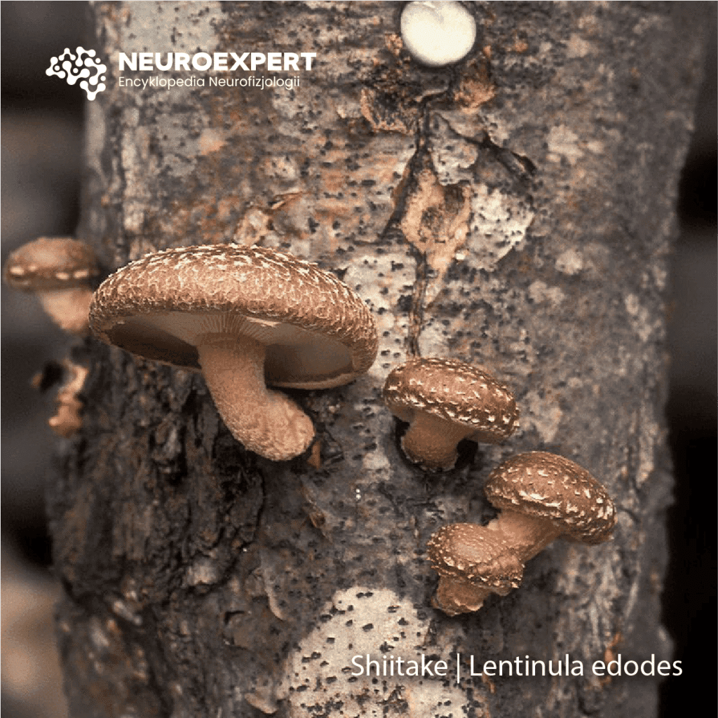 Shiitake Lentinula edodes