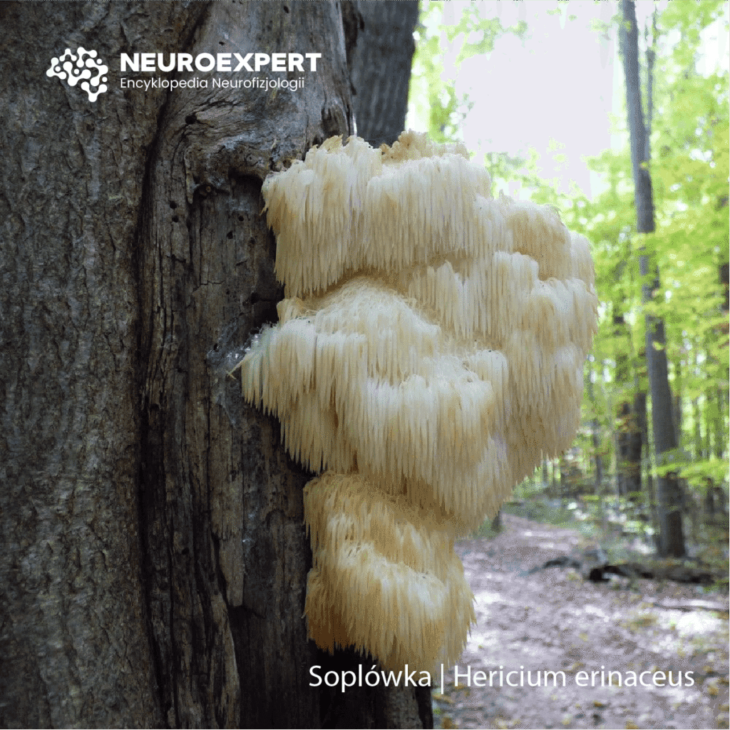 Soplówka Hericium erinaceus