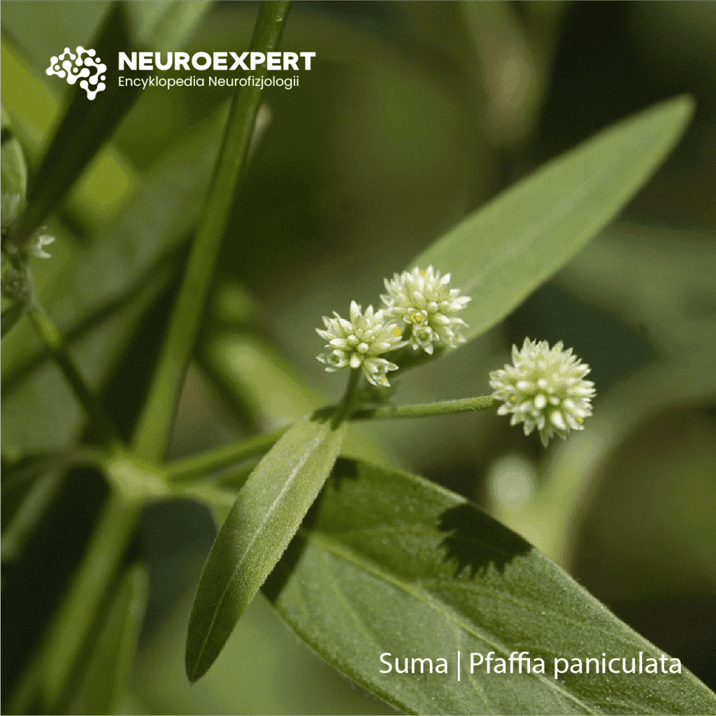 Suma Pfaffia paniculata