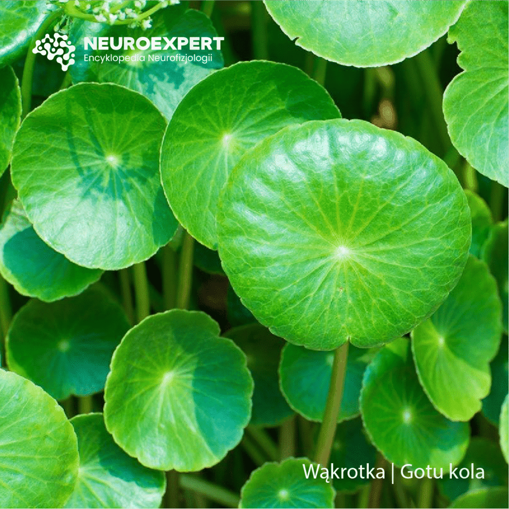 Wąkrotka Gotu kola
