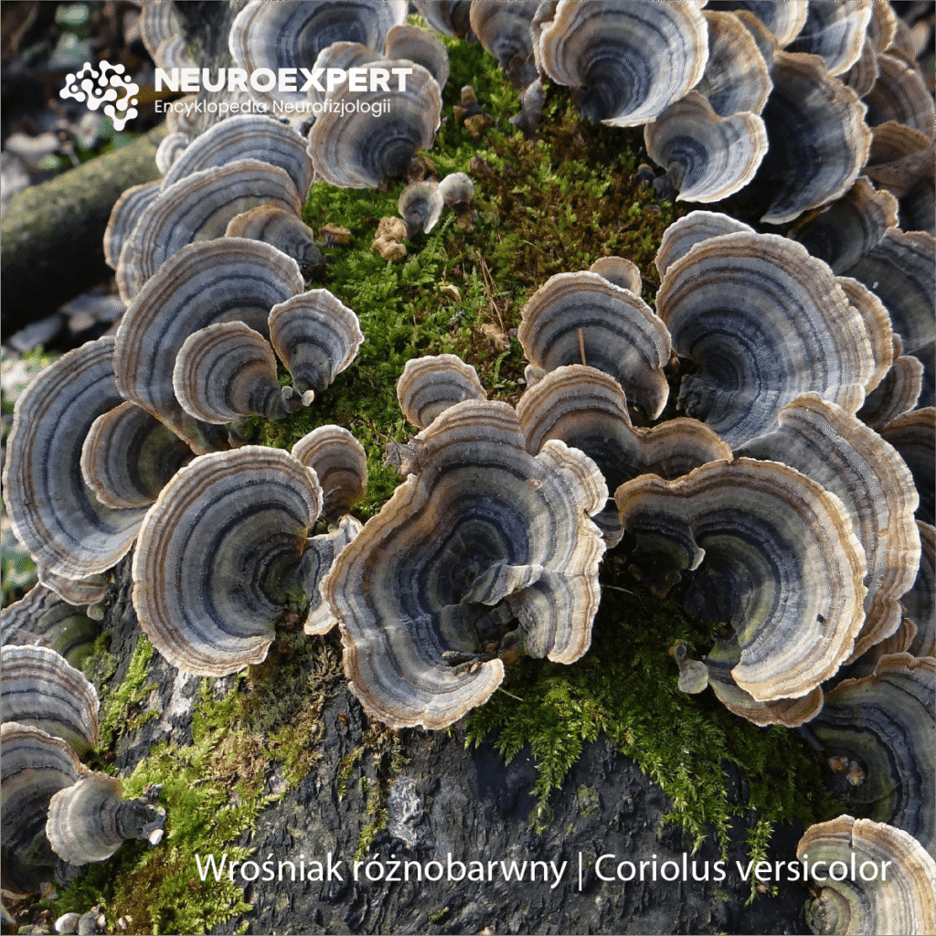 Wrośniak różnobarwny Coriolus versicolor