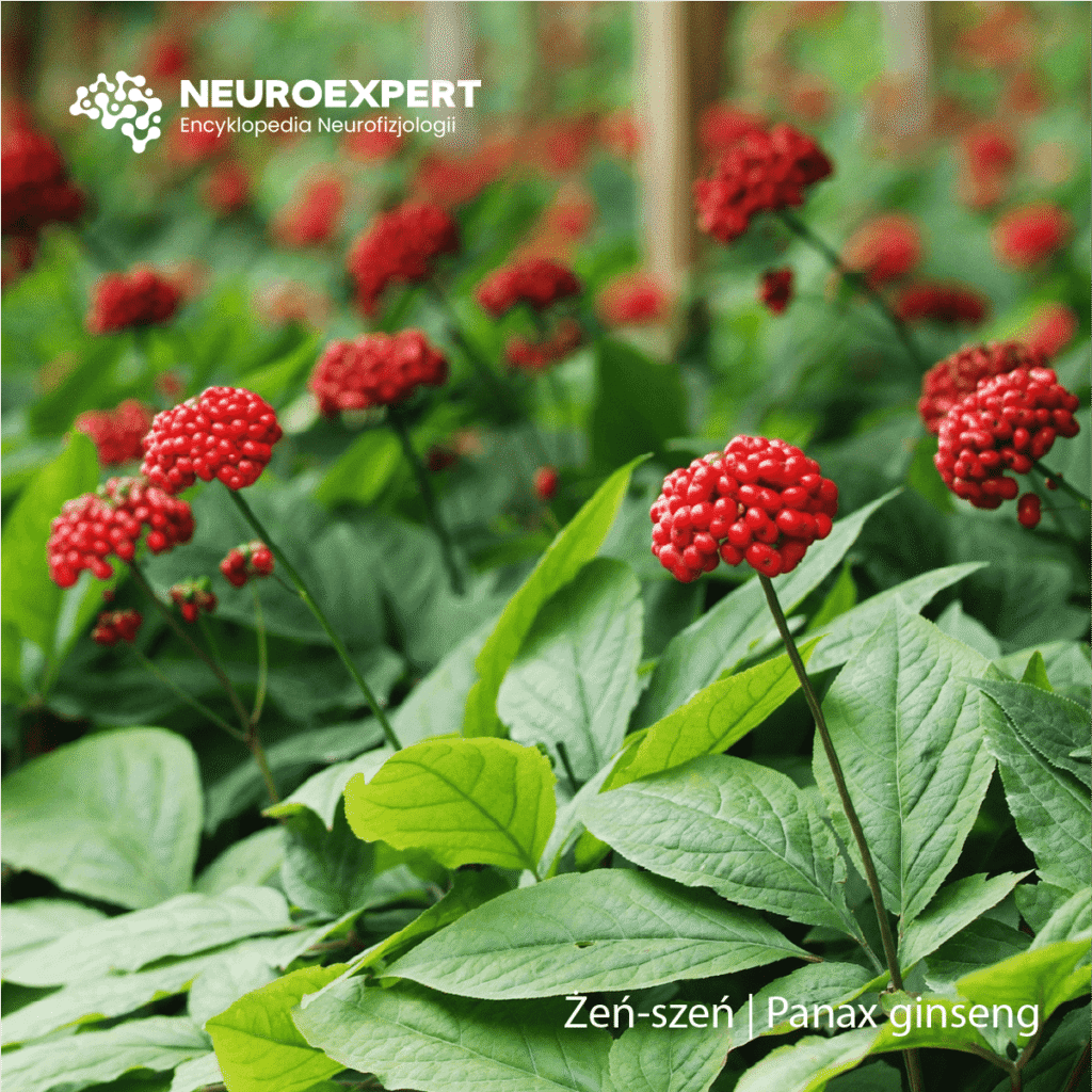 Żeń-szeń Panax ginseng